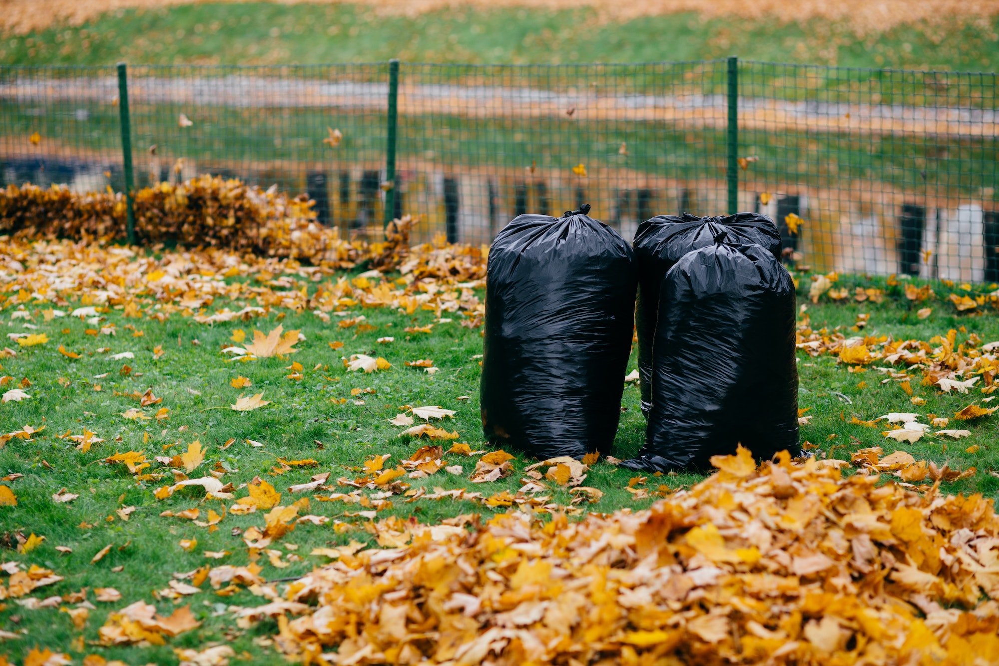 Black trash bags stand in park, filled with autumn fallen leaves against fence background